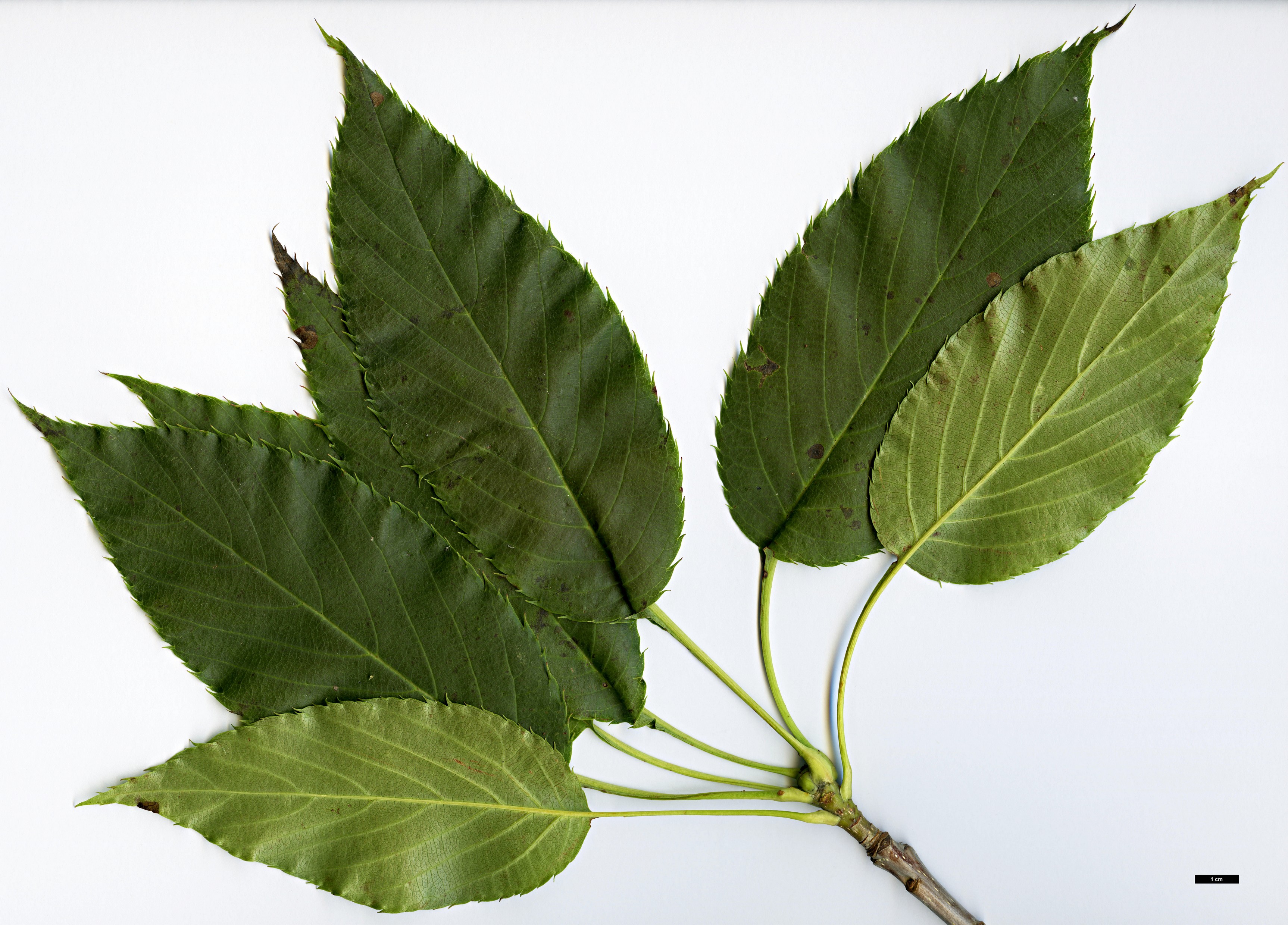 High resolution image: Family: Rosaceae - Genus: Sorbus - Taxon: subulata